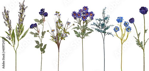 set of flowers on transparent background