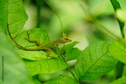 Lizard on leaf.