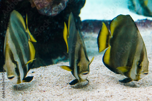 Fish in aquarium.