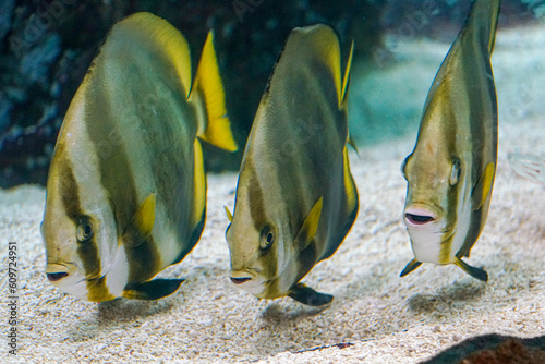 Fish in aquarium.