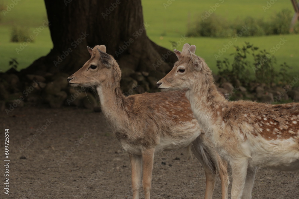 Two young deer in a park with grass and trees. The two fawns have small horns and soft fuzzy fur. Two young deer in a park with grass and trees. The two fawns have small horns and soft fuzzy fur.