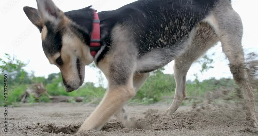 cute mixed breed dog digging hole in sand, walking outdoors. slow motion