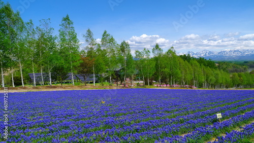 美瑛町四季彩の丘（5月）1