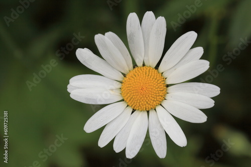 Shasta daisy against a blurred green background