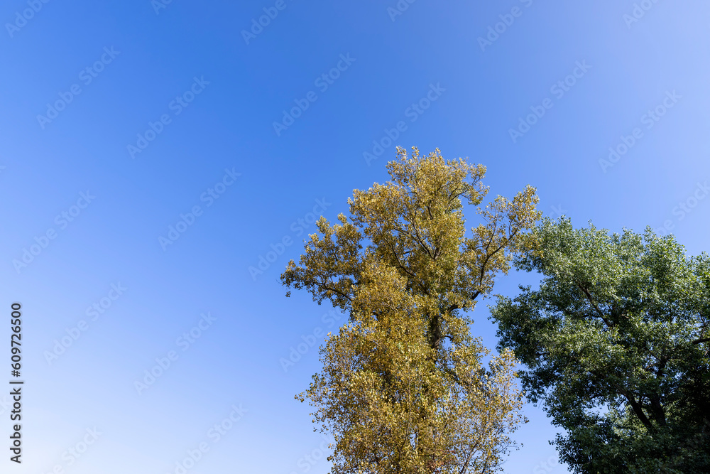 mixed forest with trees of different species in the summer season mixed forest with trees of different species in the summer season