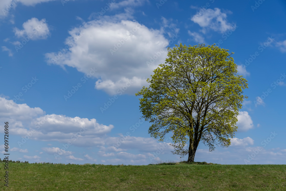 old tall maple in early spring without green foliage old tall maple in early spring without green foliage