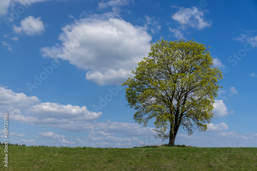 old tall maple in early spring without green foliage