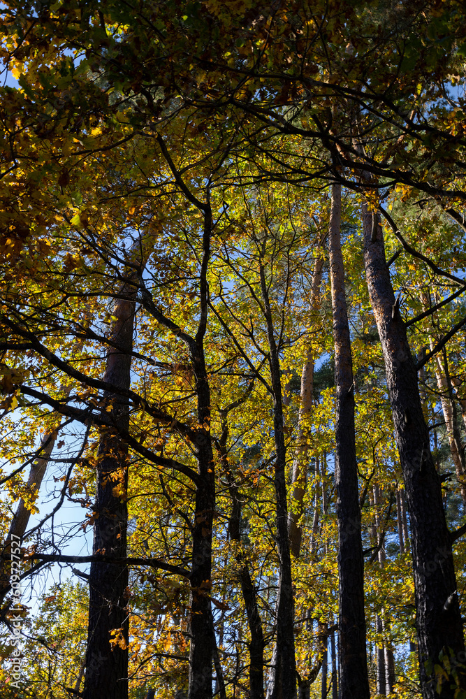 Oak tree in autumn leaf fall in sunny weather