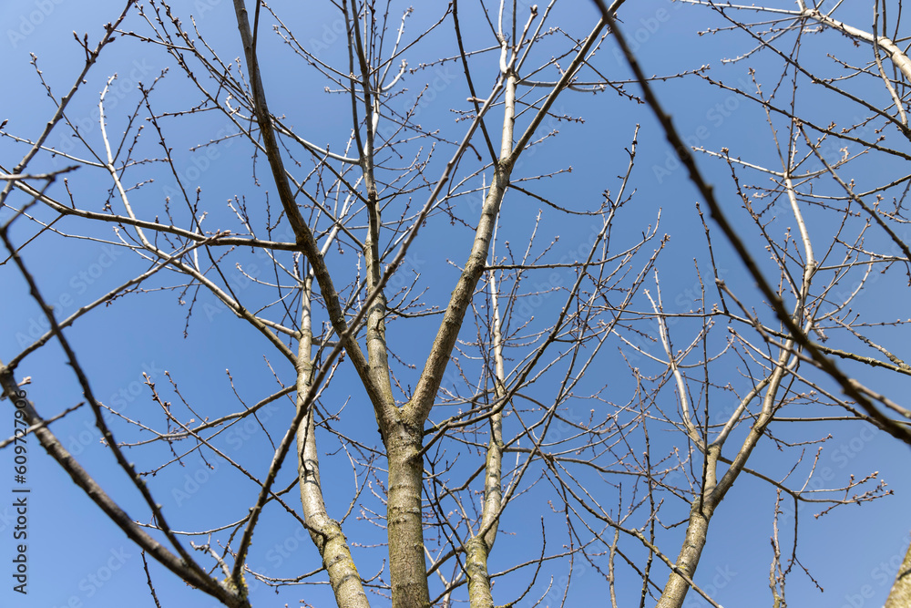 Obraz premium red oak tree in sunny weather in early spring