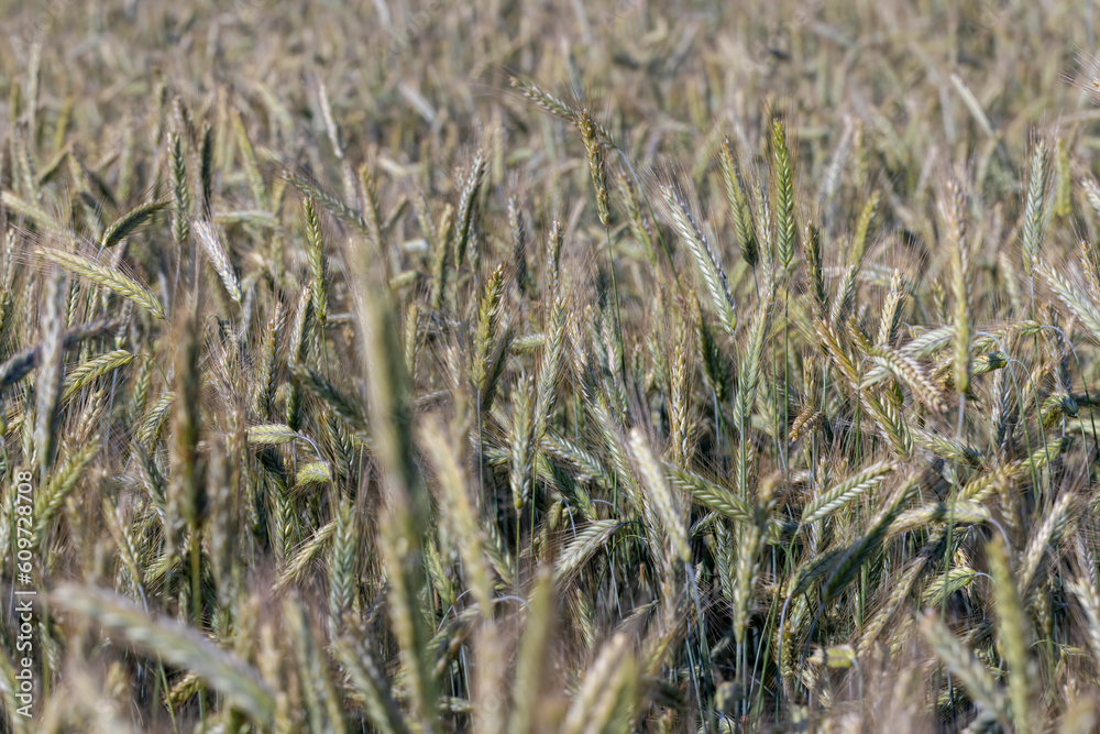 Fototapeta premium An agricultural field where ripening cereal wheat grows