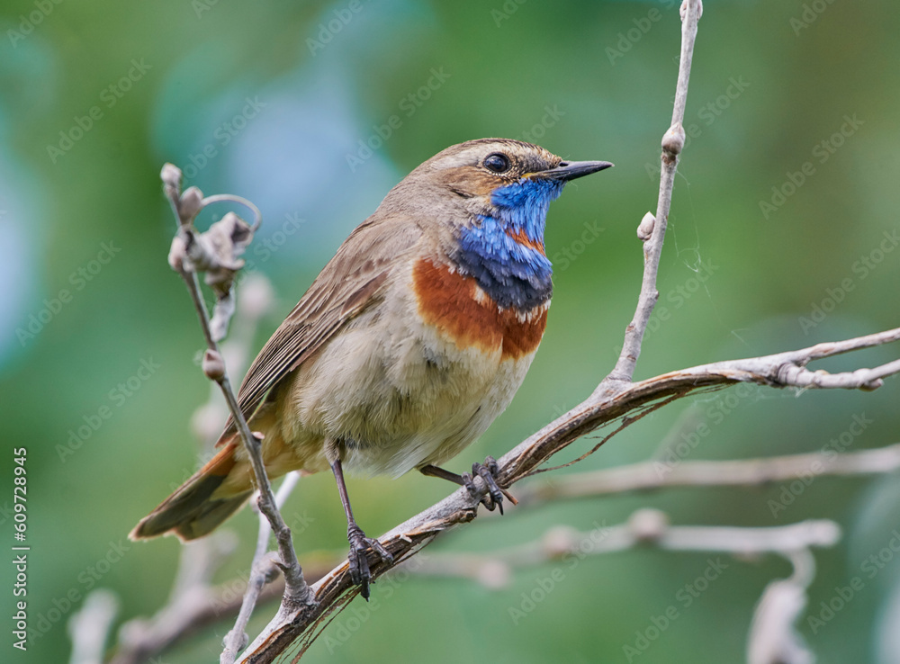 A blue-necked bird sits on a tree branch A blue-necked bird sits on a tree branch