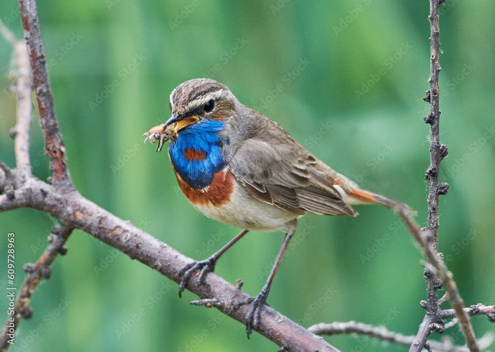 A blue-necked bird sits on a tree branch A blue-necked bird sits on a tree branch