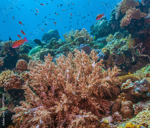 Coral reef South Pacific © John Anderson