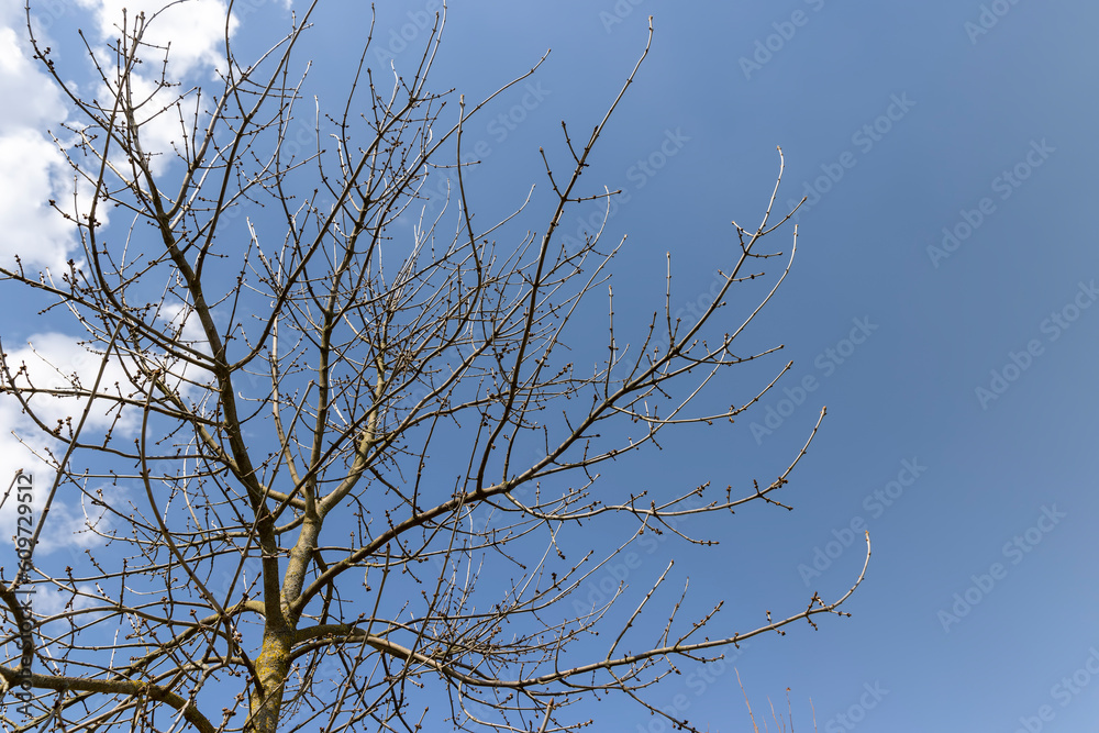 ash in sunny weather in early spring, a young ash tree ash in sunny weather in early spring, a young ash tree