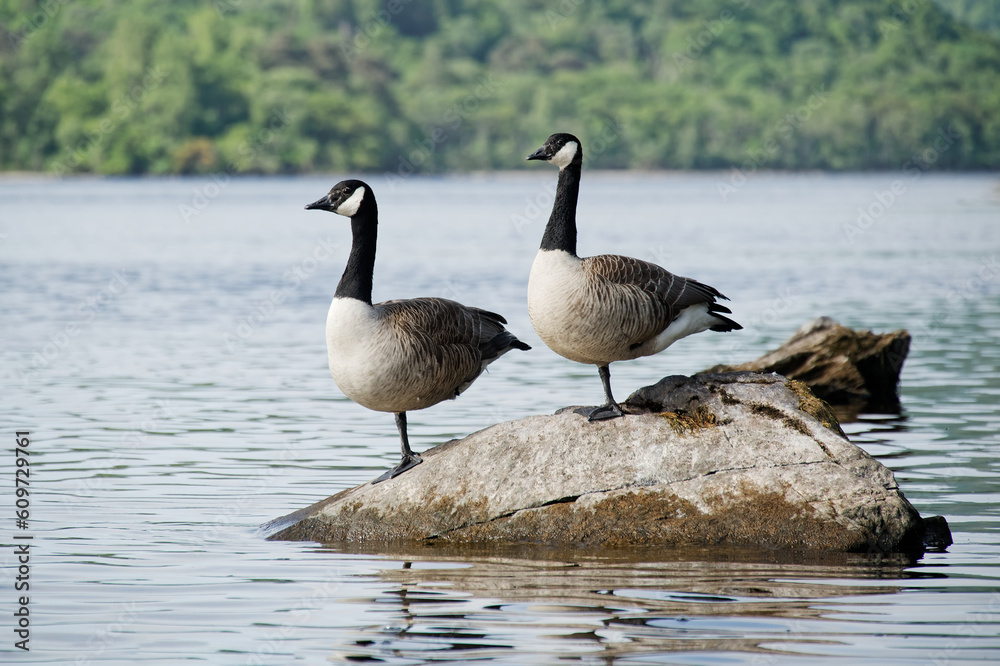 Canada geese pair together at Loch Lomond in Scotland