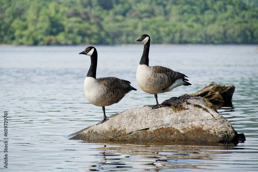 Canada geese pair together at Loch Lomond in Scotland Canada geese pair together at Loch Lomond in Scotland
