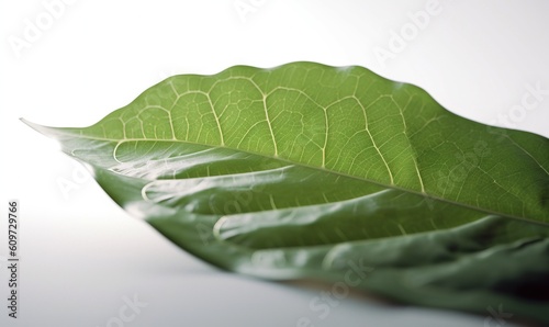  a large green leaf on a white surface with a light reflection in the back ground of the leaf and the back ground of the leaf.  generative ai