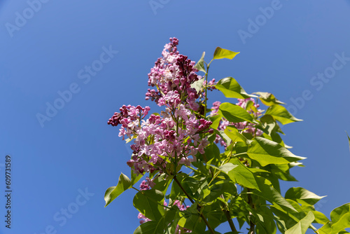 a blooming lilac tree with green foliage in the spring season