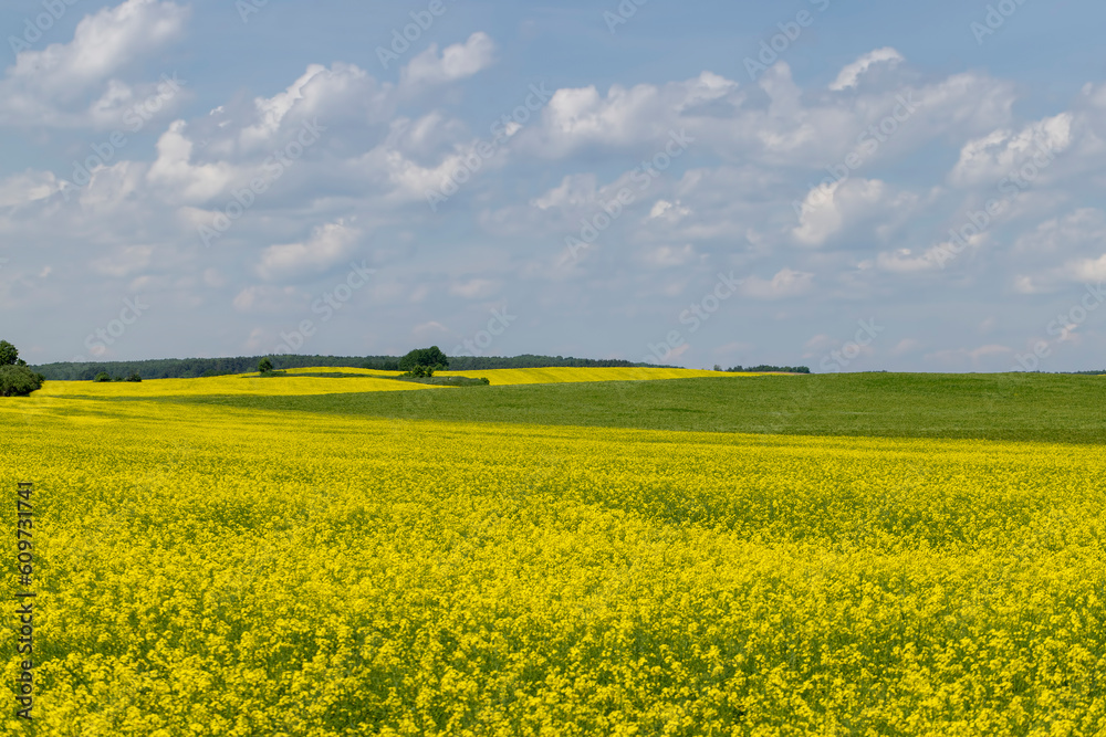 beautiful blooming rapeseed flowers in spring beautiful blooming rapeseed flowers in spring