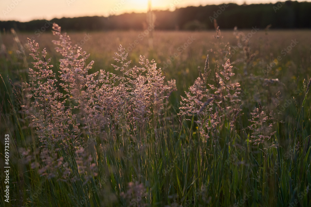 Naklejka premium Blooming grass in the meadow at sunset