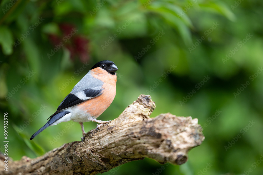 Adult male Eurasian Bullfinch (Pyrrhula pyrrhula) posed on a thick branch with a natural, green leafy background - Yorkshire, UK in June.