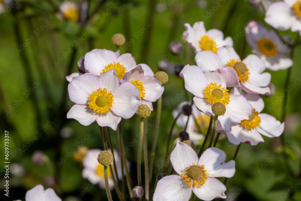 Blooming in late summer or early autumn flowers Blooming in late summer or early autumn flowers