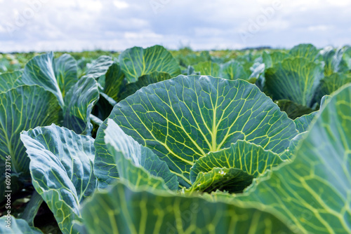 Agricultural field where cabbage is grown in cabbages