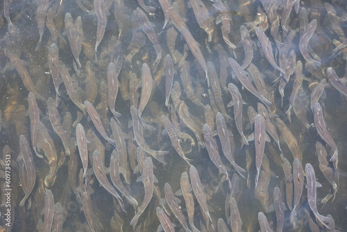 Alewives