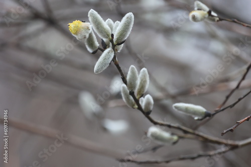 Pussywillow