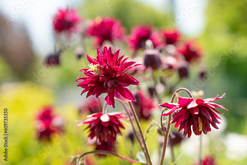 Aquilegia Vulgaris or common columbine flower in Zurich in Switzerland © Robert