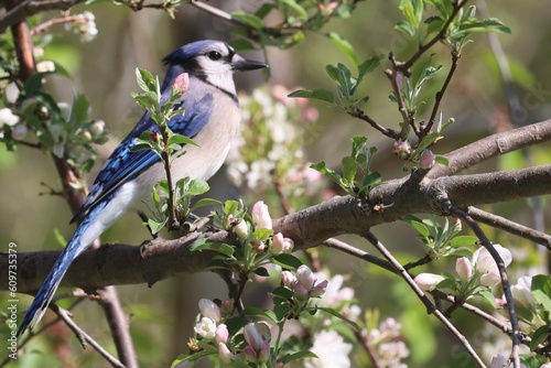 Blue Jay