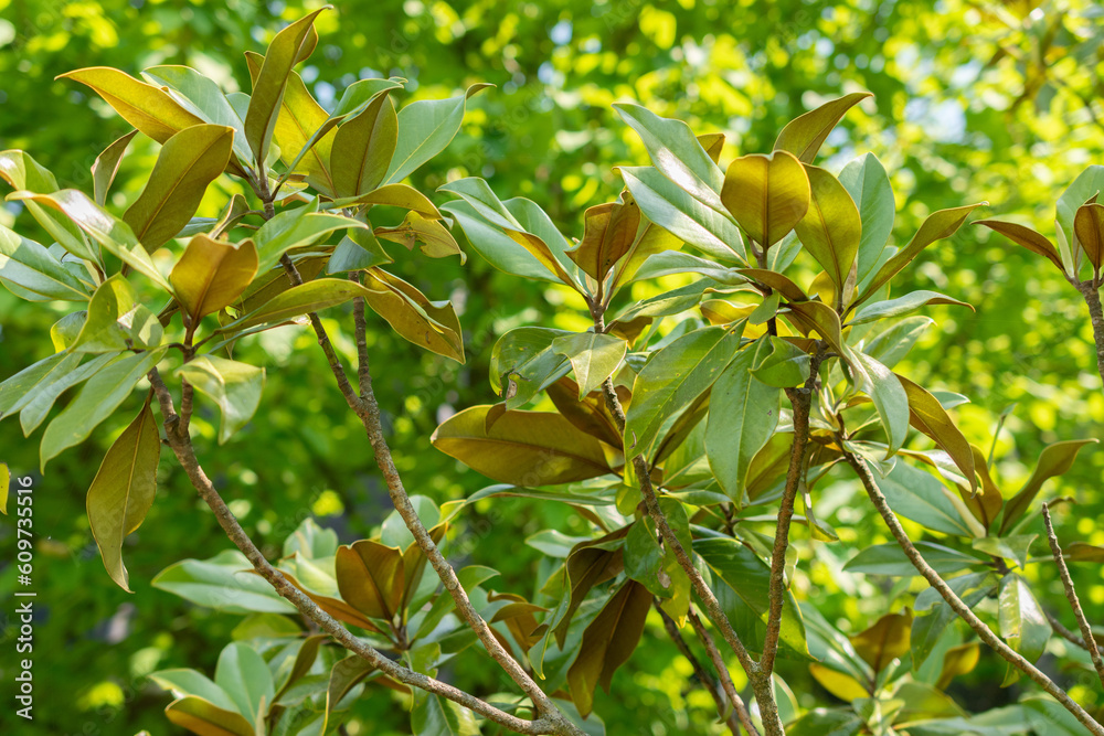 Magnolia Grandiflora or Bull bay tree in Zurich in Switzerland Magnolia Grandiflora or Bull bay tree in Zurich in Switzerland