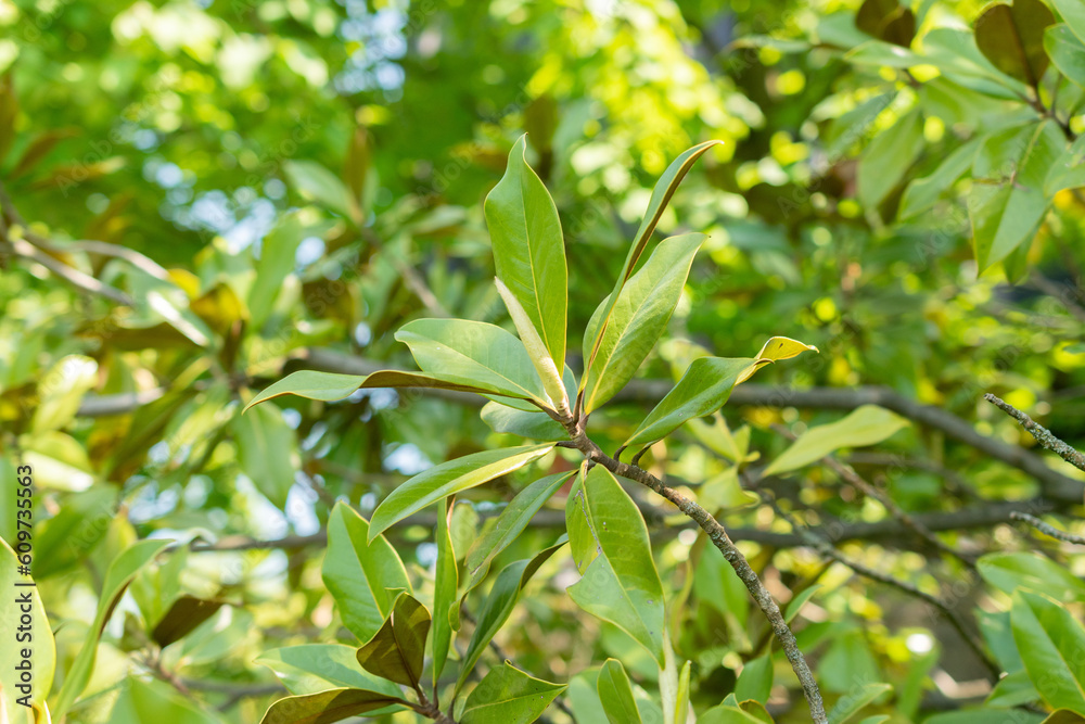 Magnolia Grandiflora or Bull bay tree in Zurich in Switzerland Magnolia Grandiflora or Bull bay tree in Zurich in Switzerland