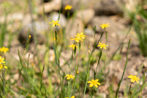 Sisyrinchium Patagonicum flower in Zurich in Switzerland