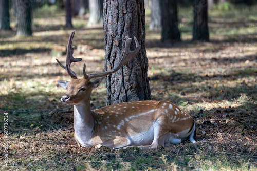 Deer resting in hot weather