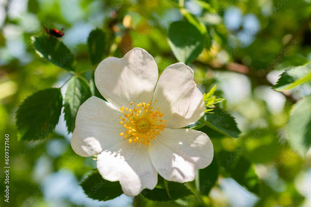 Rosa Canina or dog rose in Zurich in Switzerland Rosa Canina or dog rose in Zurich in Switzerland