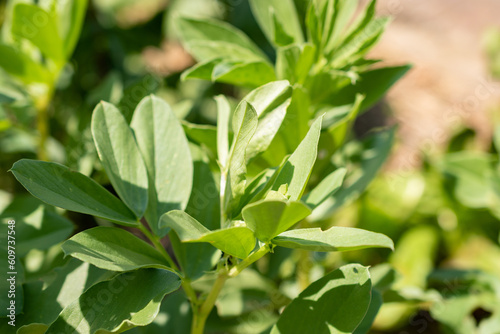 Vicia Faba or Faba bean in Zurich in Switzerland