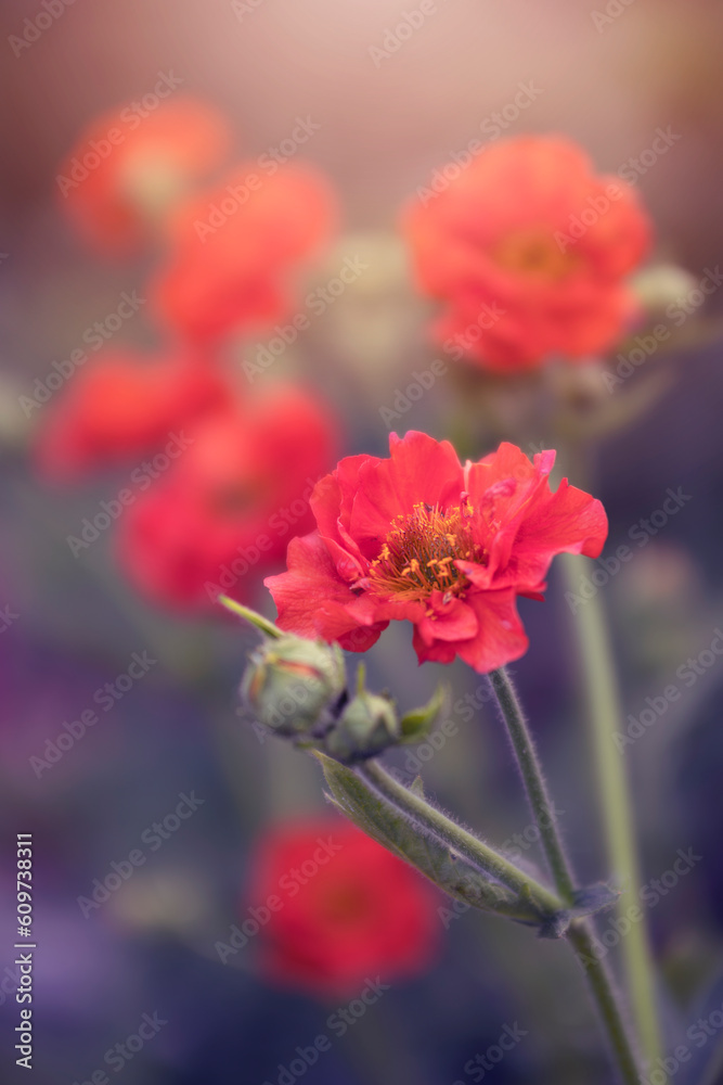 Czerwony kwiat (Geum chiloense). Rozmyte tło - obrazy, fototapety, plakaty 