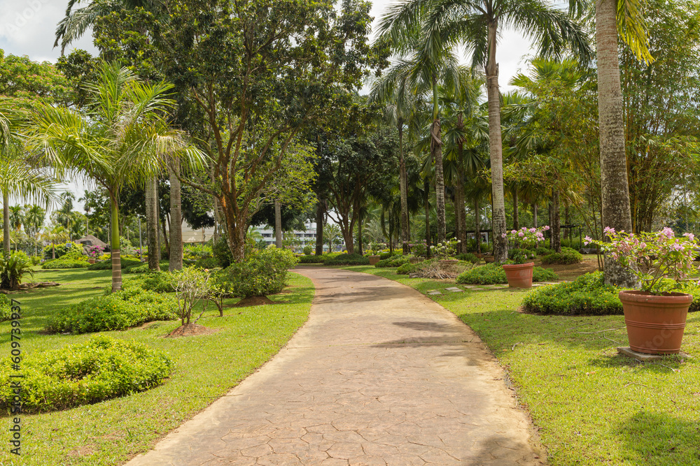 Fototapeta premium Palm collection in сity park in Kuching, Malaysia, tropical garden with large trees and lawns.