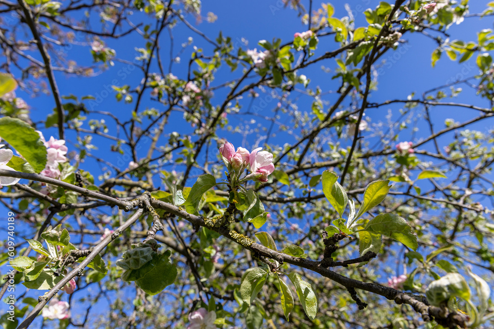 a young apple tree with green foliage and red flowers a young apple tree with green foliage and red flowers