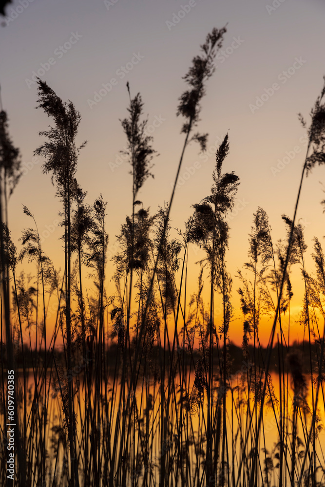 beautiful orange-yellow sunset on a lake with tall grass