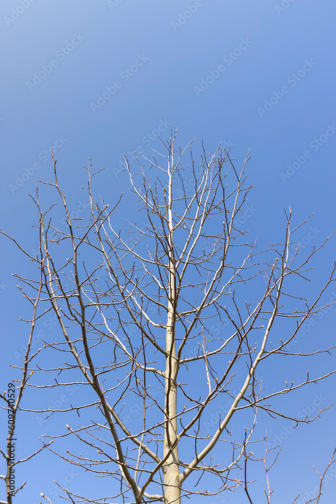 tulip tree in sunny weather in early spring tulip tree in sunny weather in early spring
