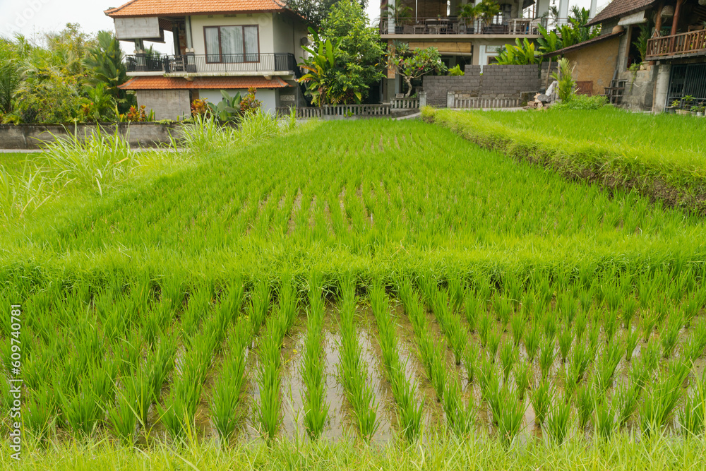 Rice terraces, Campuhan ridge walk, Bali, Indonesia, track on the hill with grass, large trees, jungle and rice fields.