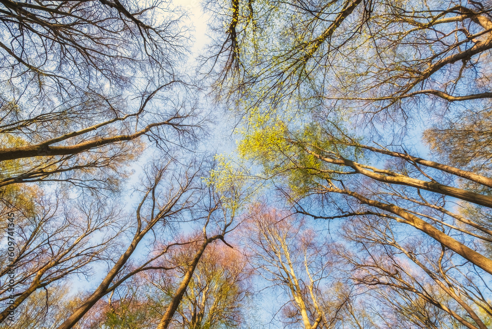 Green tree tops in spring forest Green tree tops in spring forest
