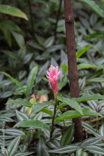 FLOR ROSADA