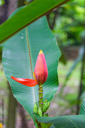 MUSA CORAL