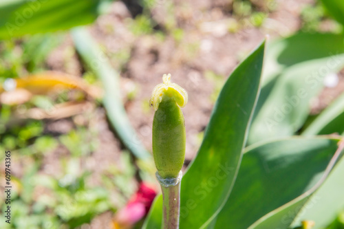 close-up: reproductive organs of a tulip, pistil without stamens photo
