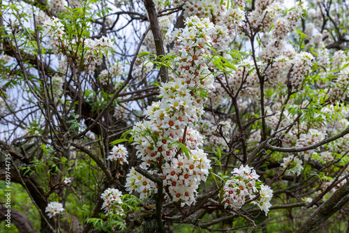 Unusual blooming branches of Chinese flowering chestnut. Deciduous, flowering tree or multi-stemmed shrub which is a native of China and USA. Xanthoceras sorbifolium, the Yellowhorn, Goldenhorn