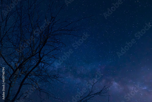 Leafless tree with milky way and starry sky background