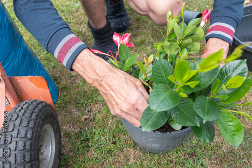 male gardener transplanting mandeville into a large hanging pot, love for plants photo